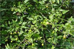 Jasminum malabaricum